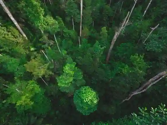 Looking down above a forest