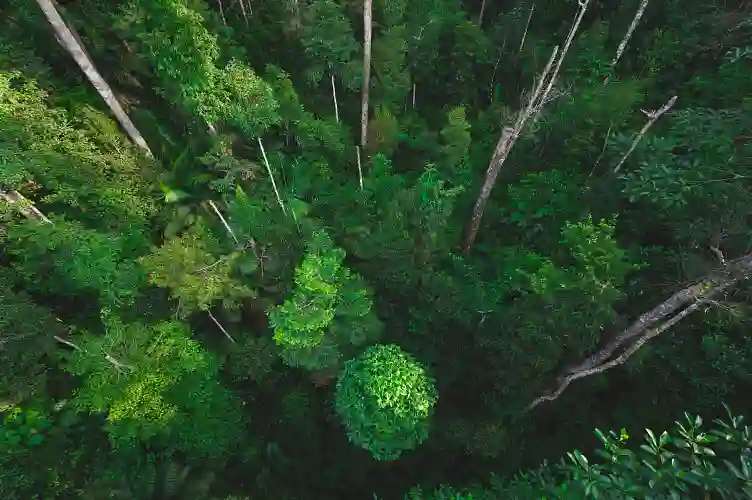 Trees From Above