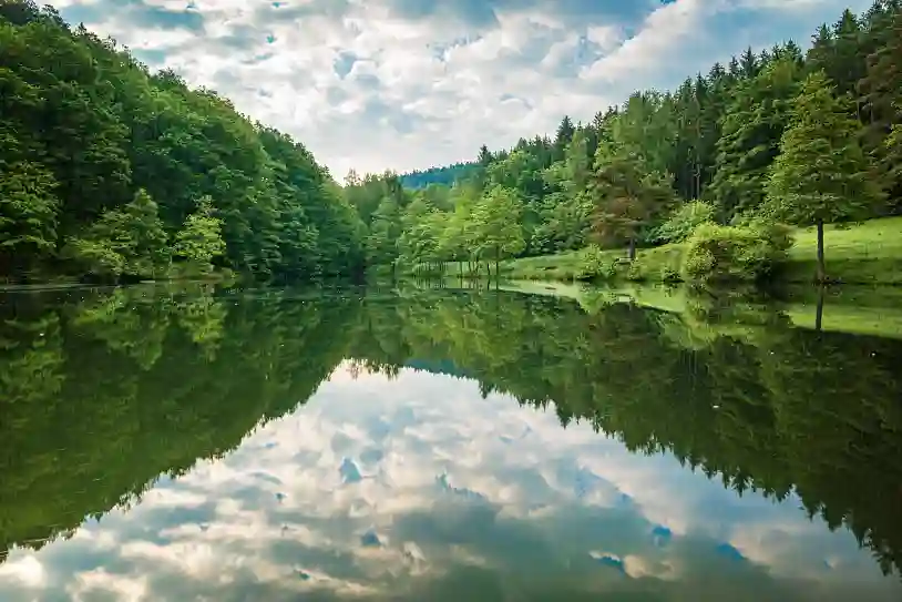 Río limpio con bosque verde