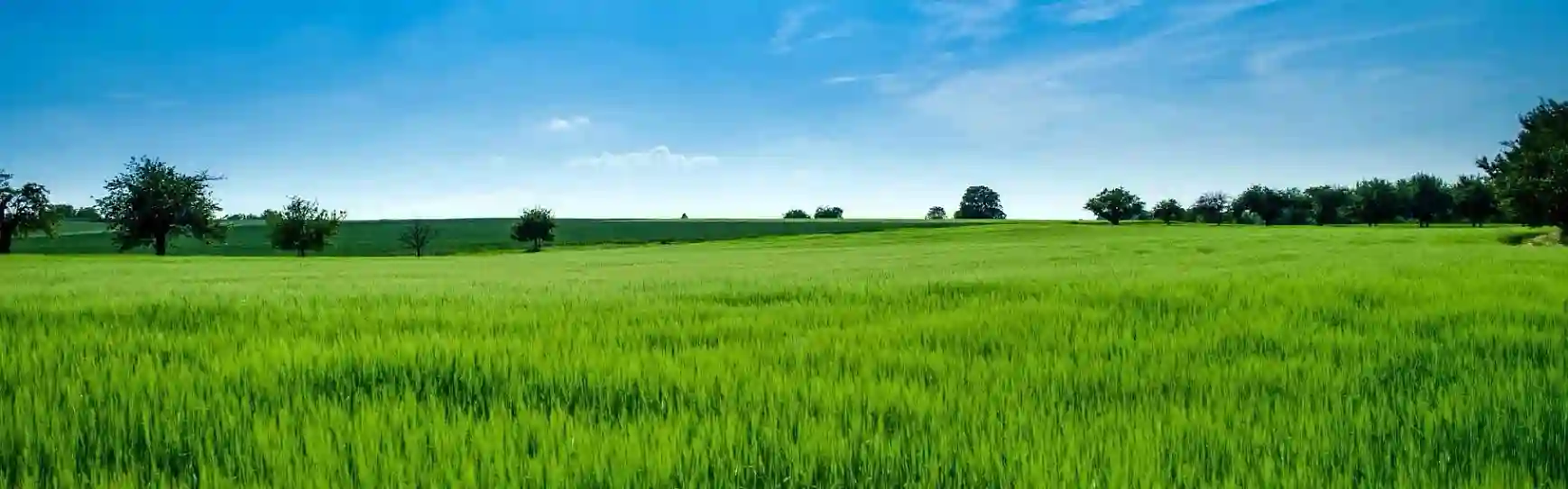 Green Field