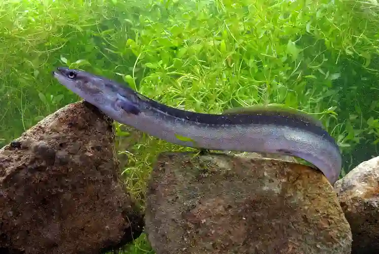 Underwater view of a European eel (Anguilla anguilla) stretched on top of large rocks with green vegetation behind it.